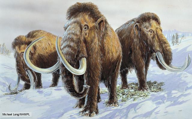 Cloned woolly mammoth