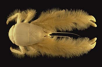Yeti Crabs grow their food Yeti Crabs grow their food